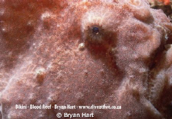 Section on Blood Reef off the Bluff Durban called Bikini.... by Bryan Hart 